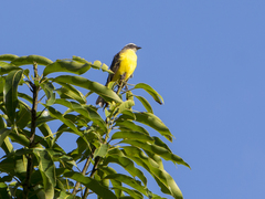 Myiozetetes similis