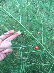 Asparagus officinalis