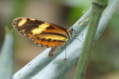 Mechanitis lysimnia nesaea