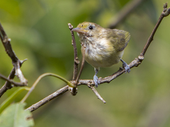 Pachysylvia aurantiifrons