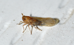 Pareuidella