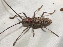 Monochamus titillator