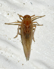 Pareuidella