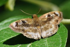 Quadrus cerialis