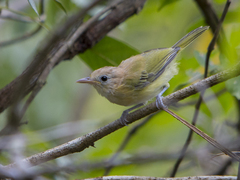 Pachysylvia aurantiifrons