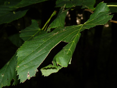 Pantographa limata