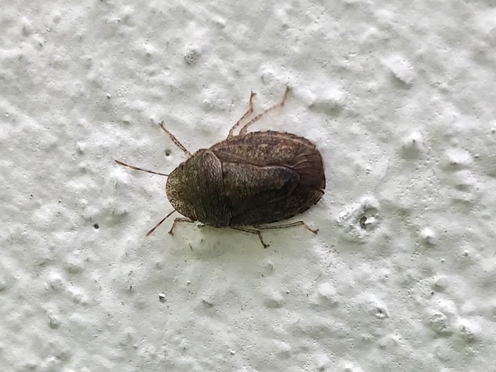 Lineostethus clypeatus