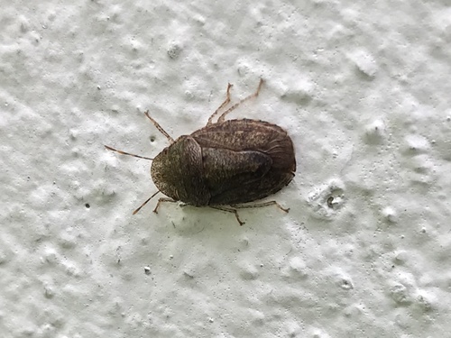 Lineostethus clypeatus