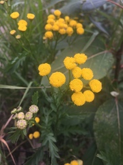 Tanacetum vulgare
