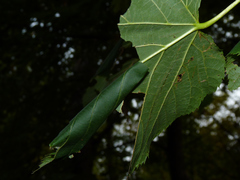 Pantographa limata