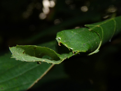 Pantographa limata