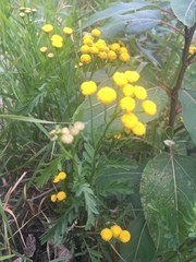 Tanacetum vulgare
