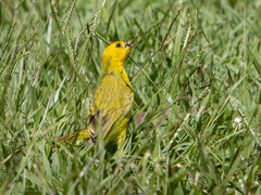 Sicalis flaveola
