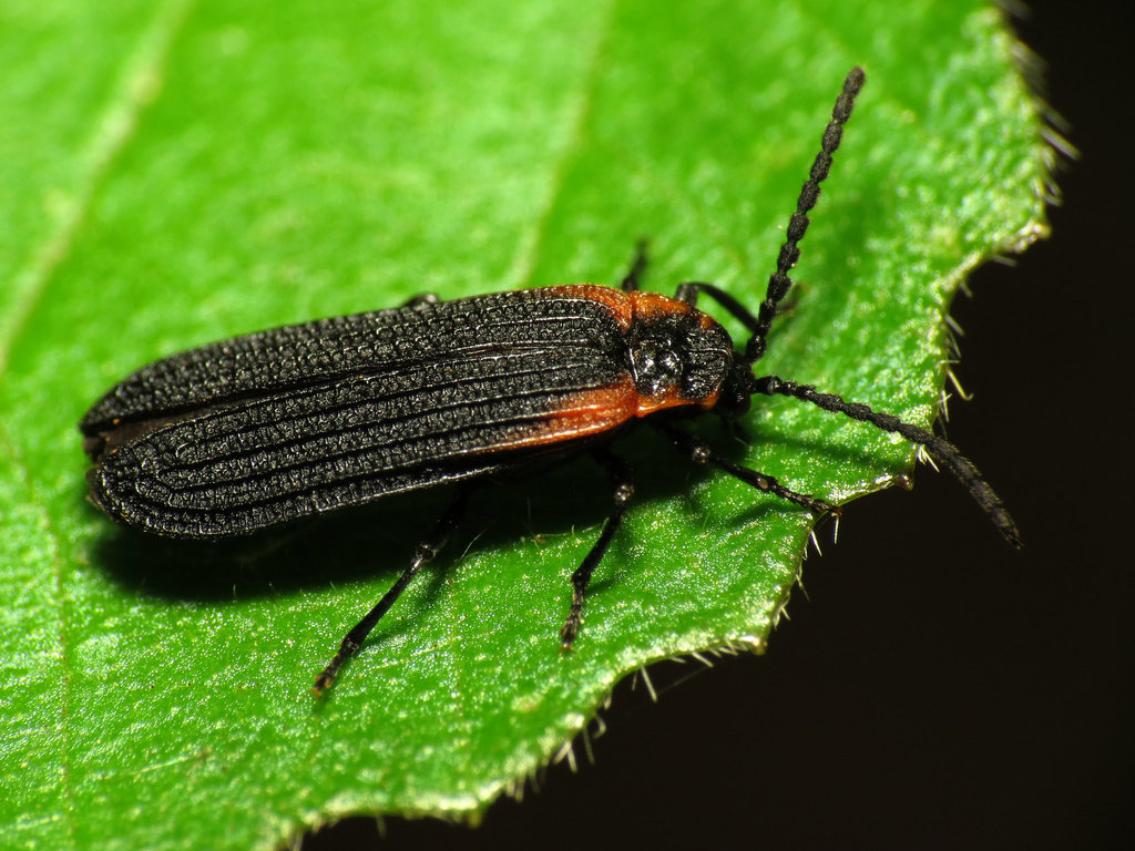 Eros humeralis