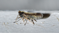 Tarophagus colocasiae