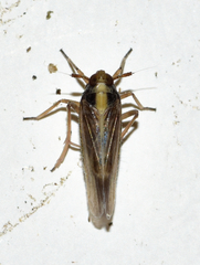 Tarophagus colocasiae