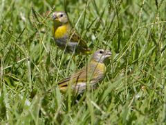 Sicalis flaveola