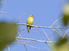 Spinus psaltria