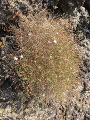 Stephanomeria tenuifolia