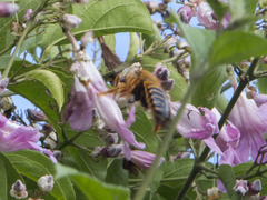 Xylocopa frontalis