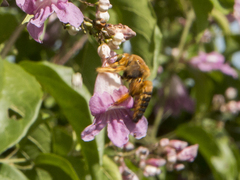 Xylocopa frontalis
