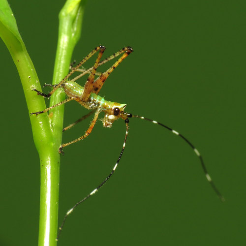 Fork-tailed Bush Katydid photo 3