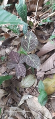 Echites rubrovenosus