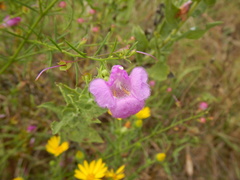 Agalinis homalantha