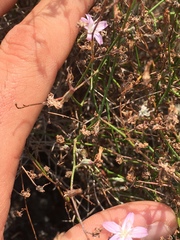 Stephanomeria tenuifolia