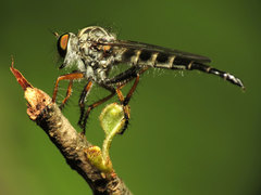 Neoitamus flavofemoratus