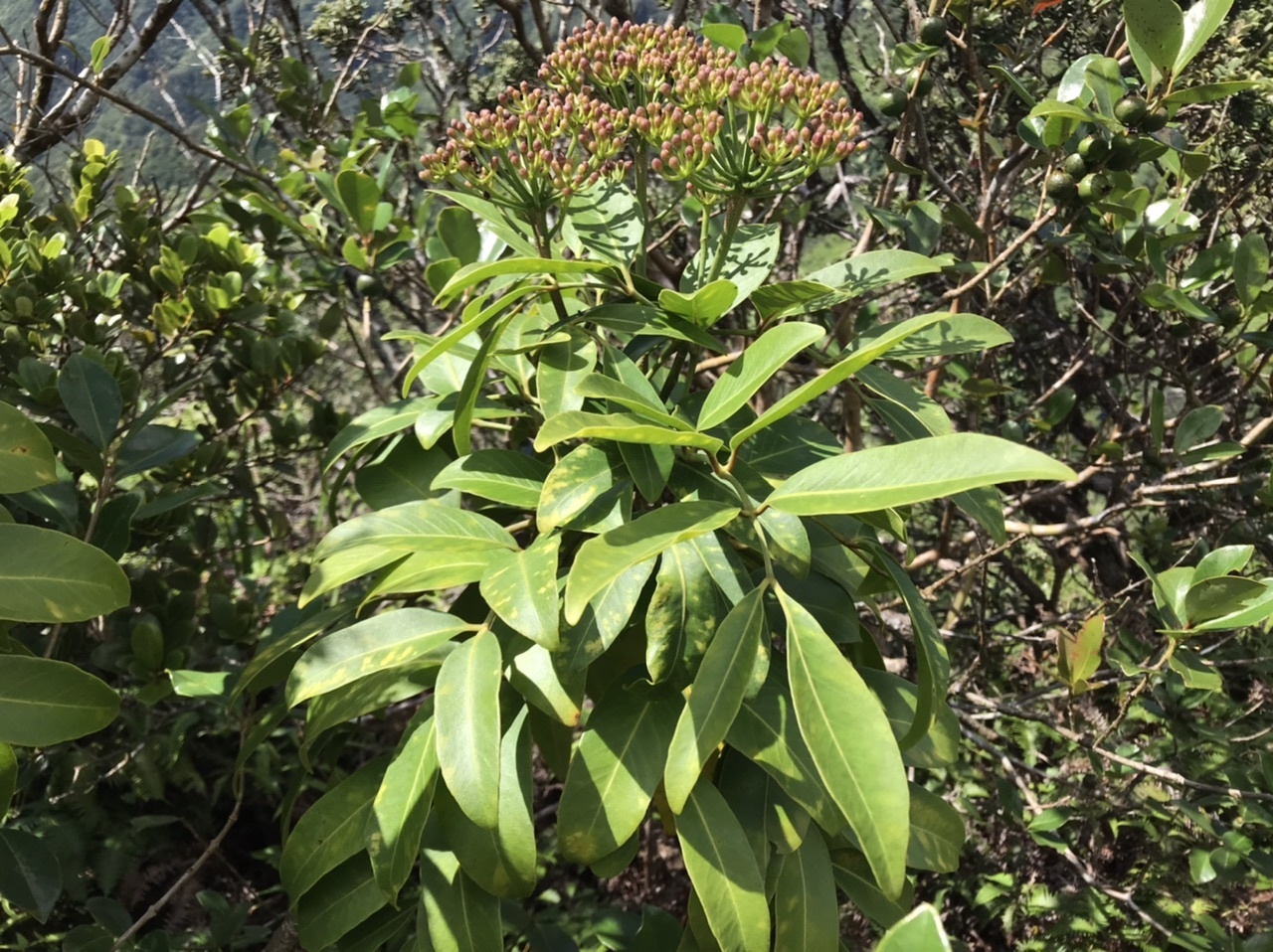 Polyscias oahuensis