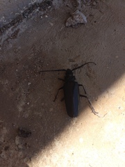 Derobrachus geminatus