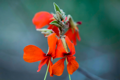 Helicteres brevispira