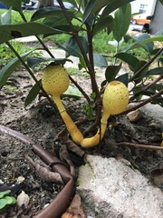 Leucocoprinus birnbaumii image