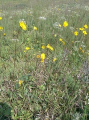 Helianthus occidentalis
