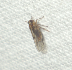Laodelphax striatella
