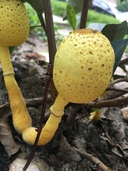Leucocoprinus birnbaumii image