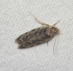 Psoricoptera gibbosella
