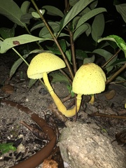 Leucocoprinus birnbaumii image