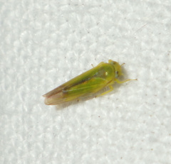 Alebra viridis