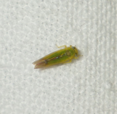 Alebra viridis