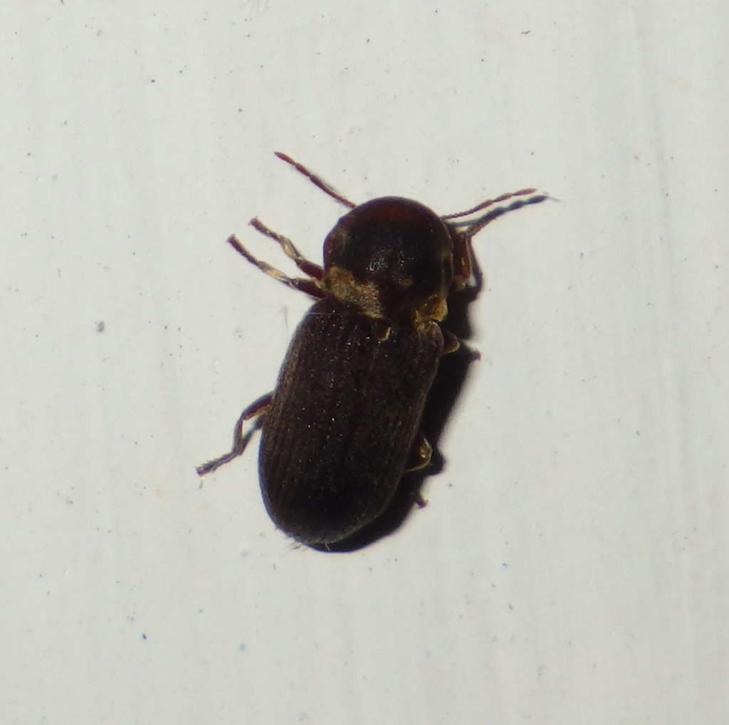 Hadrobregmus denticollis