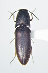 Sericus incongruus