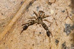 Stephanopis barbipes