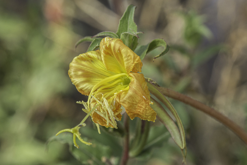 Oenothera organensis, photograph 2