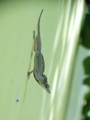 Anolis unilobatus