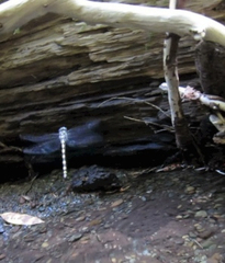 Cordulegaster dorsalis