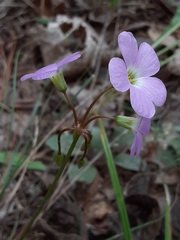 Oxalis violacea