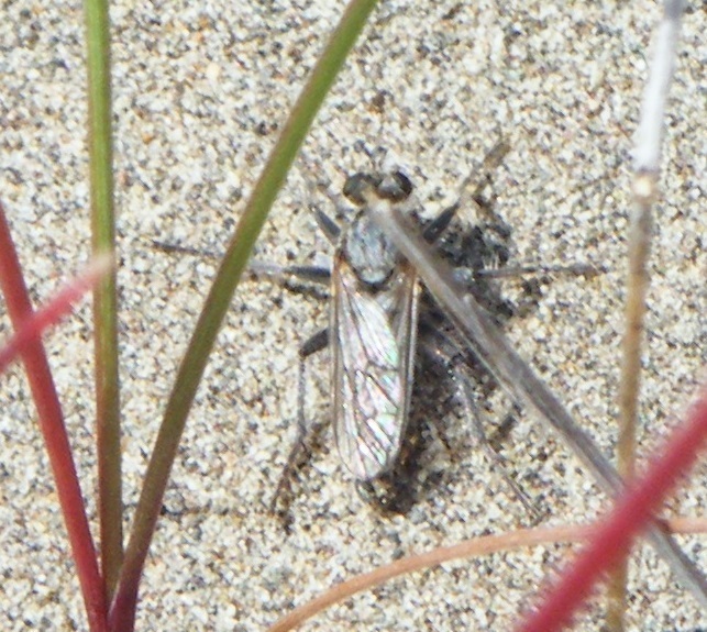 Pale Sandpirate