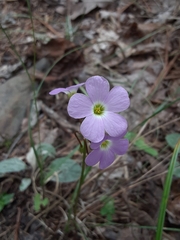 Oxalis violacea